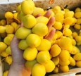 Top 10 Cửa hàng trái cây nhập khẩu Thái Bình sạch, chất lượng