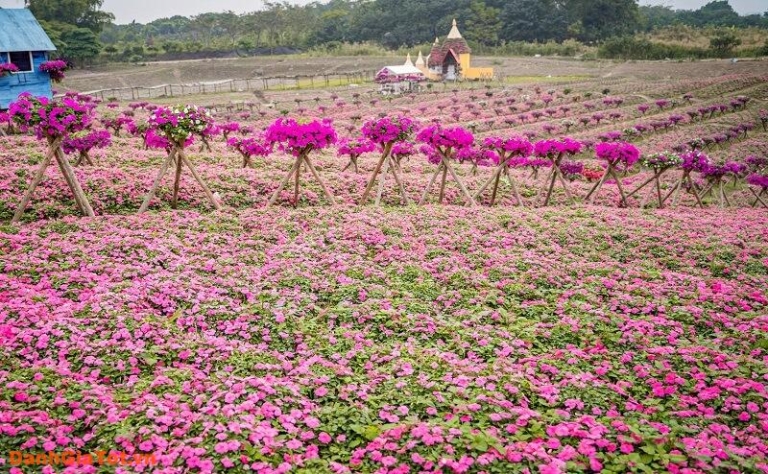 Top 8 cánh đồng hoa đẹp nhất Việt Nam cực thích hợp sống ảo